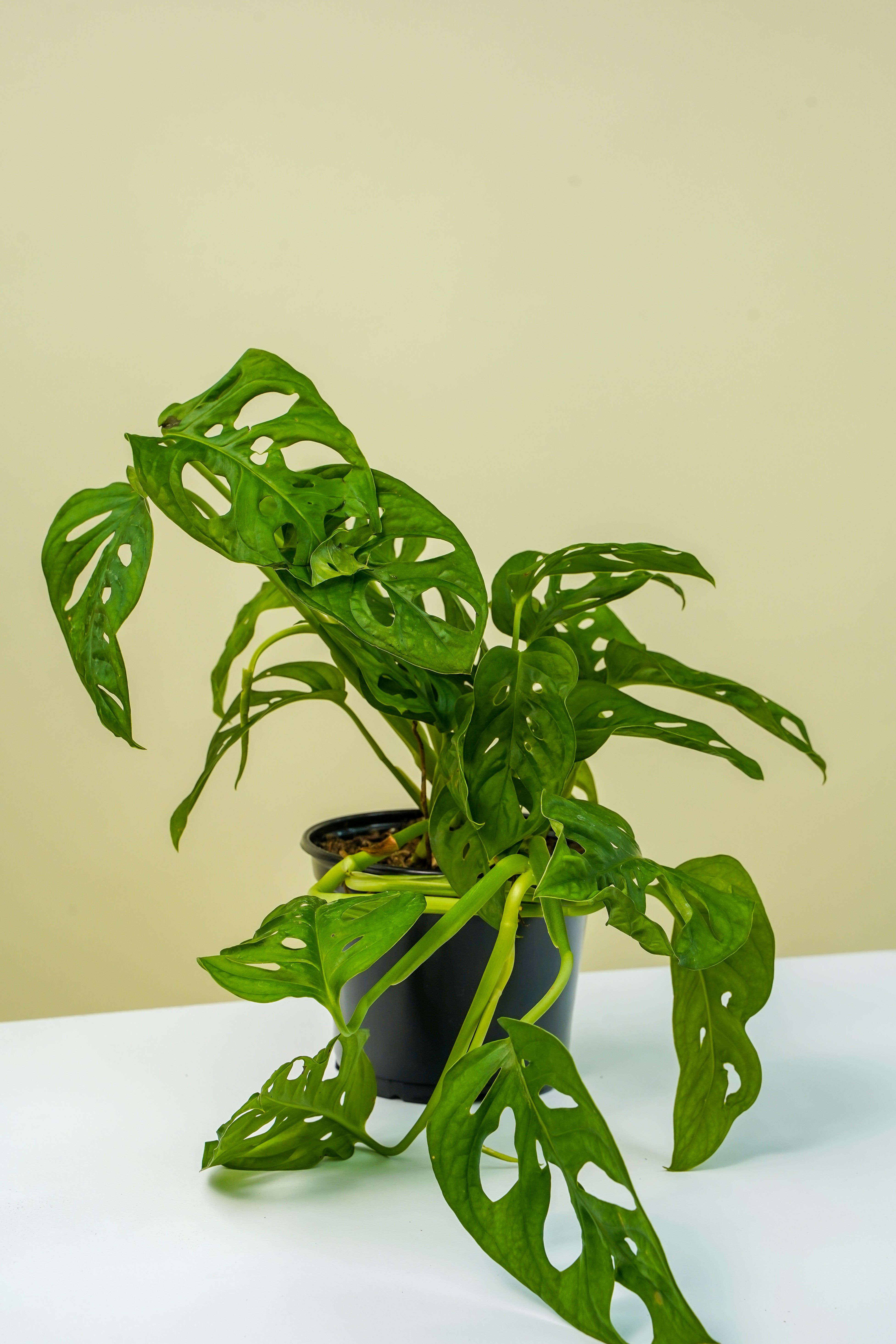 monstera adansonii philodendron Monstera Adansonii 4" – Yura Vine Brothers