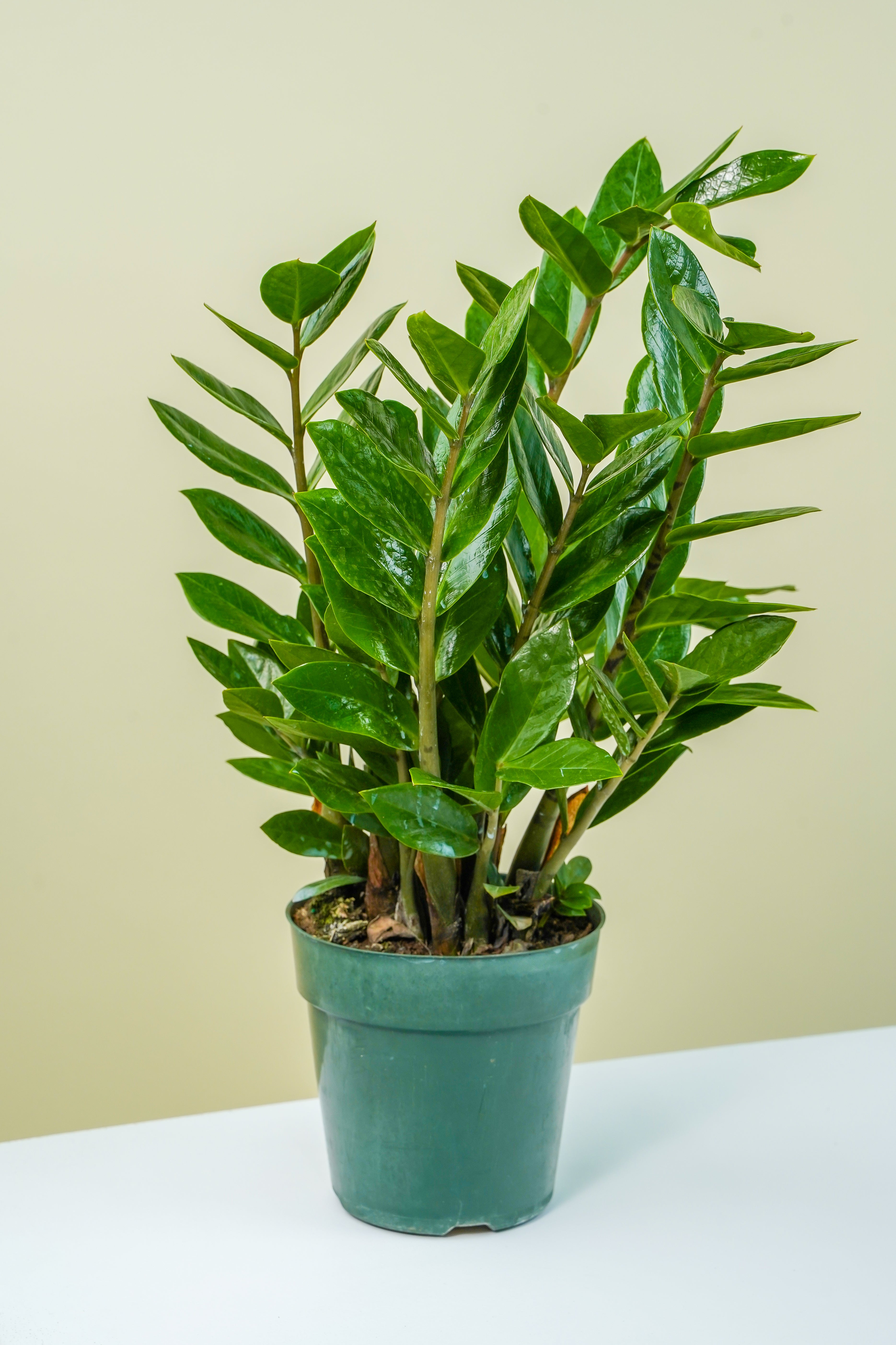 ship zz plant ZZ Plant 6" – Yura Vine Brothers
