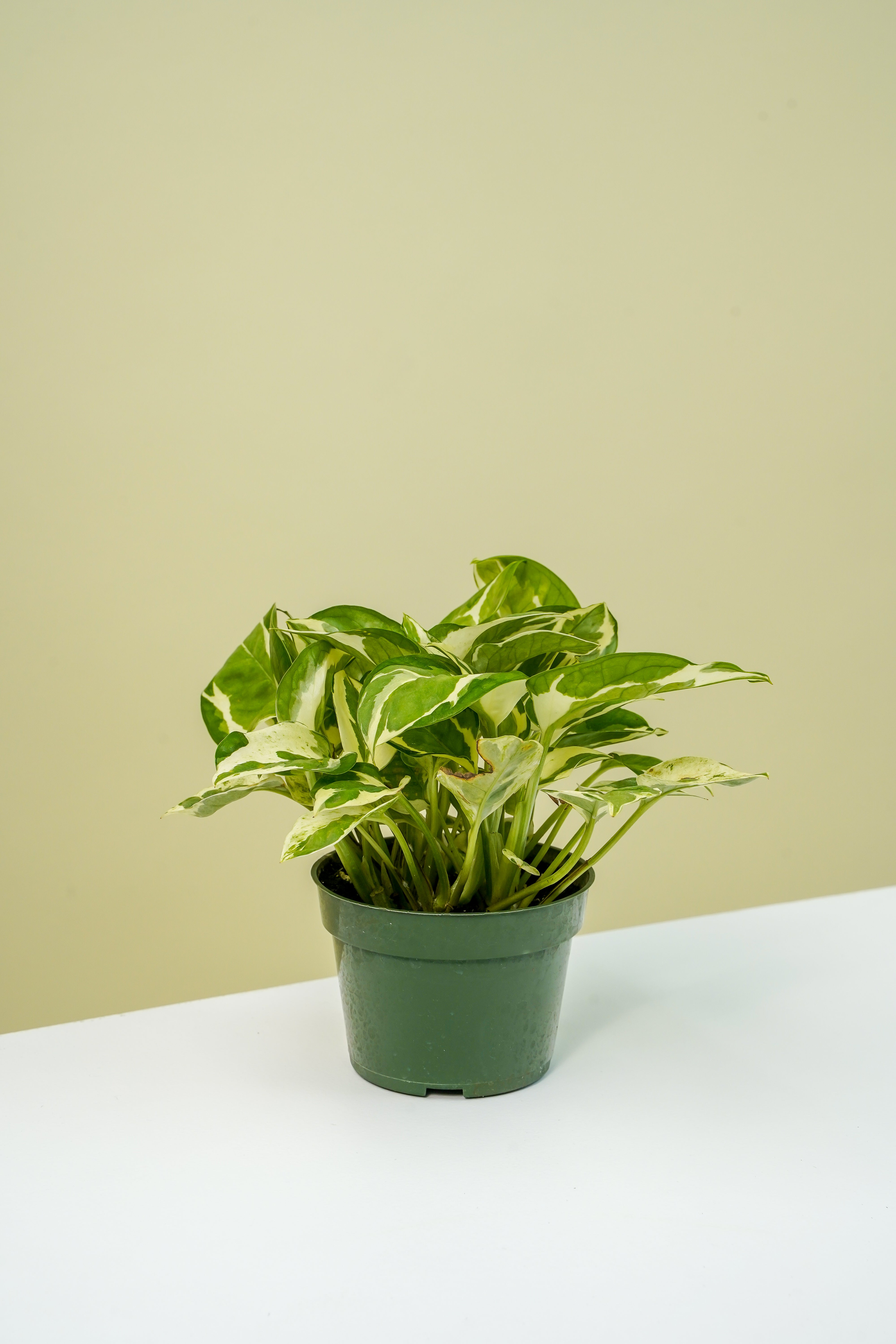 marble and jade pothos Pearl and Jade Pothos 4" – Yura Vine Brothers