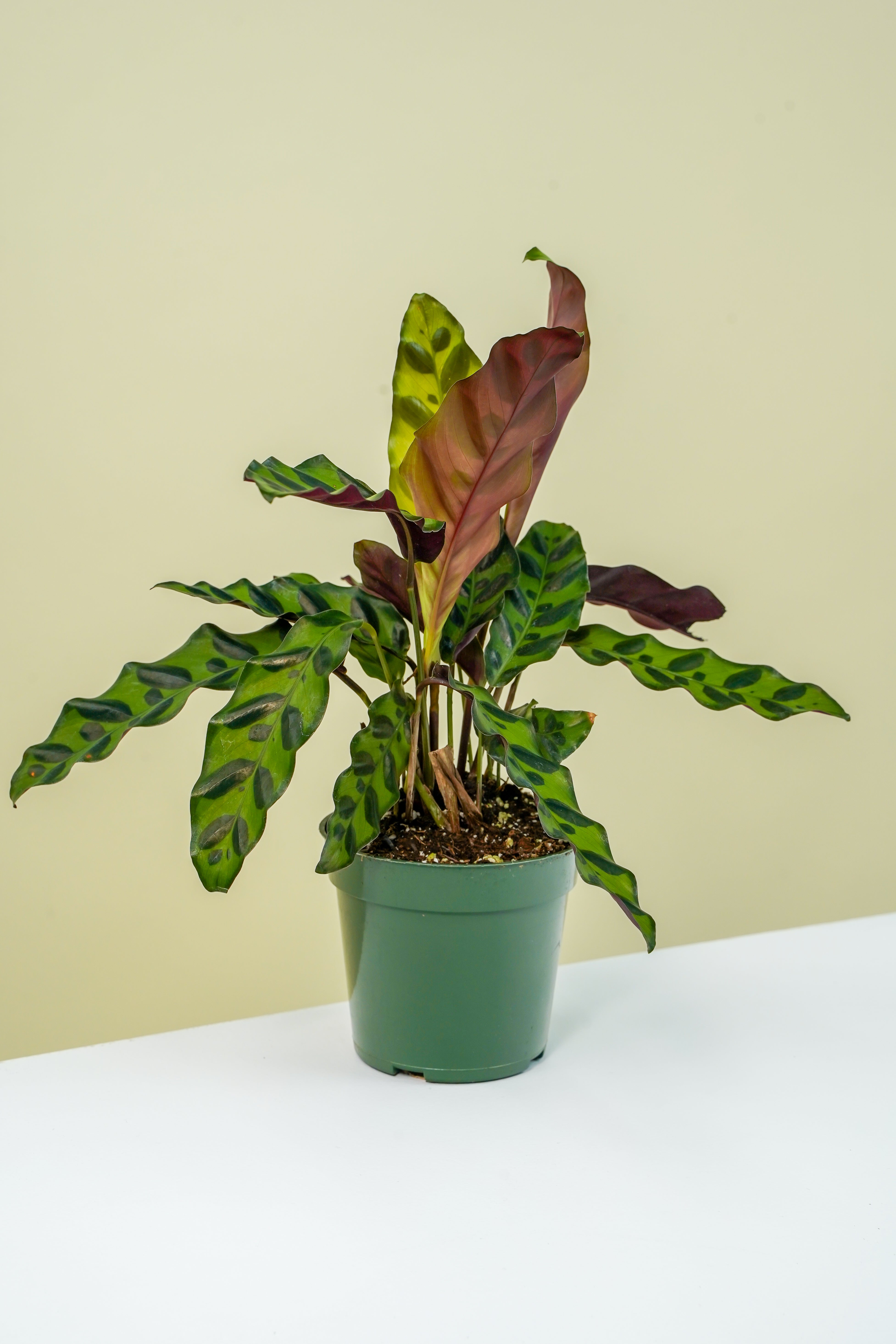 rattle snake plant Calathea Rattlesnake 6" – Yura Vine Brothers