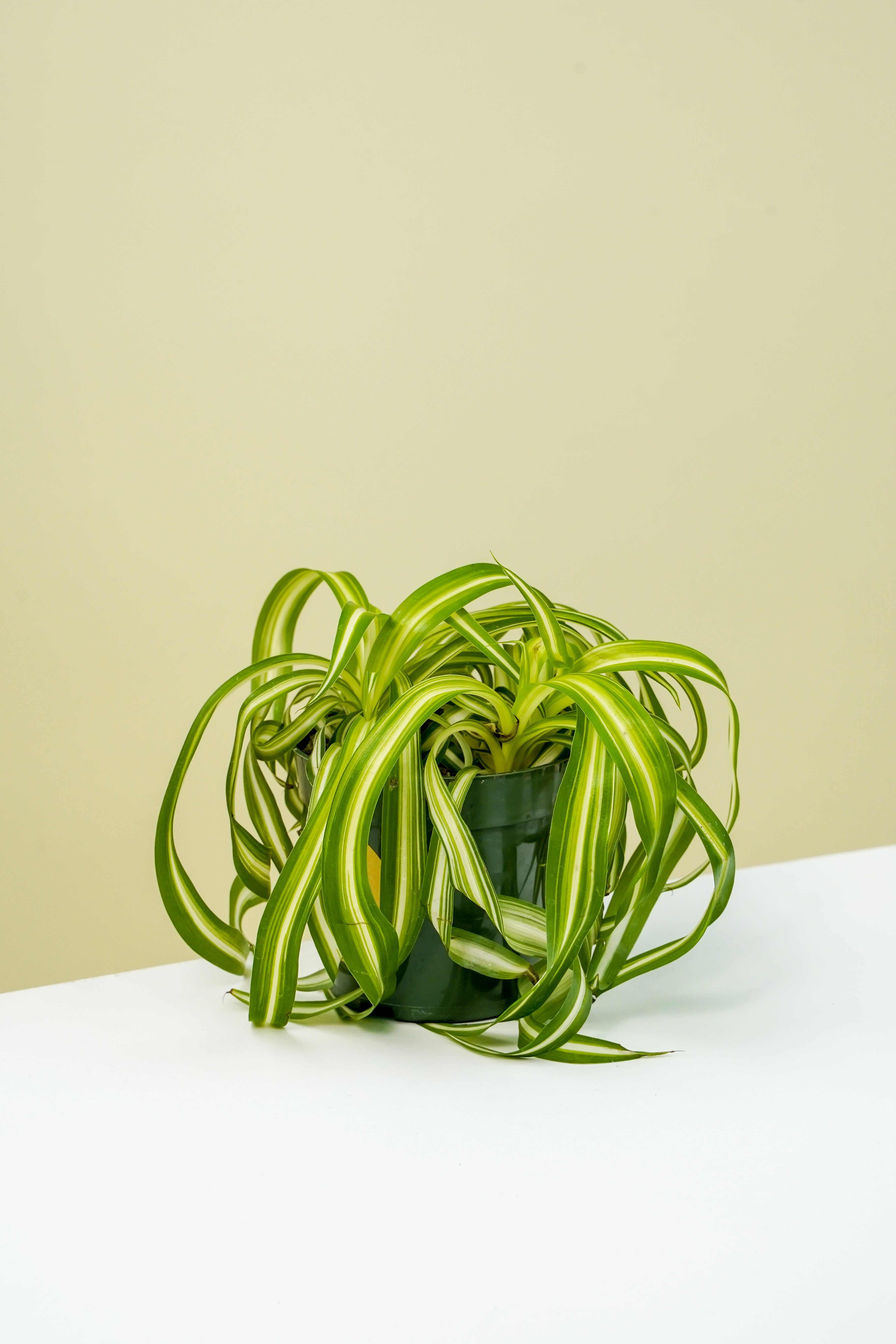 spider plant bonnie Spider Plant Bonnie 4" – Yura Vine Brothers