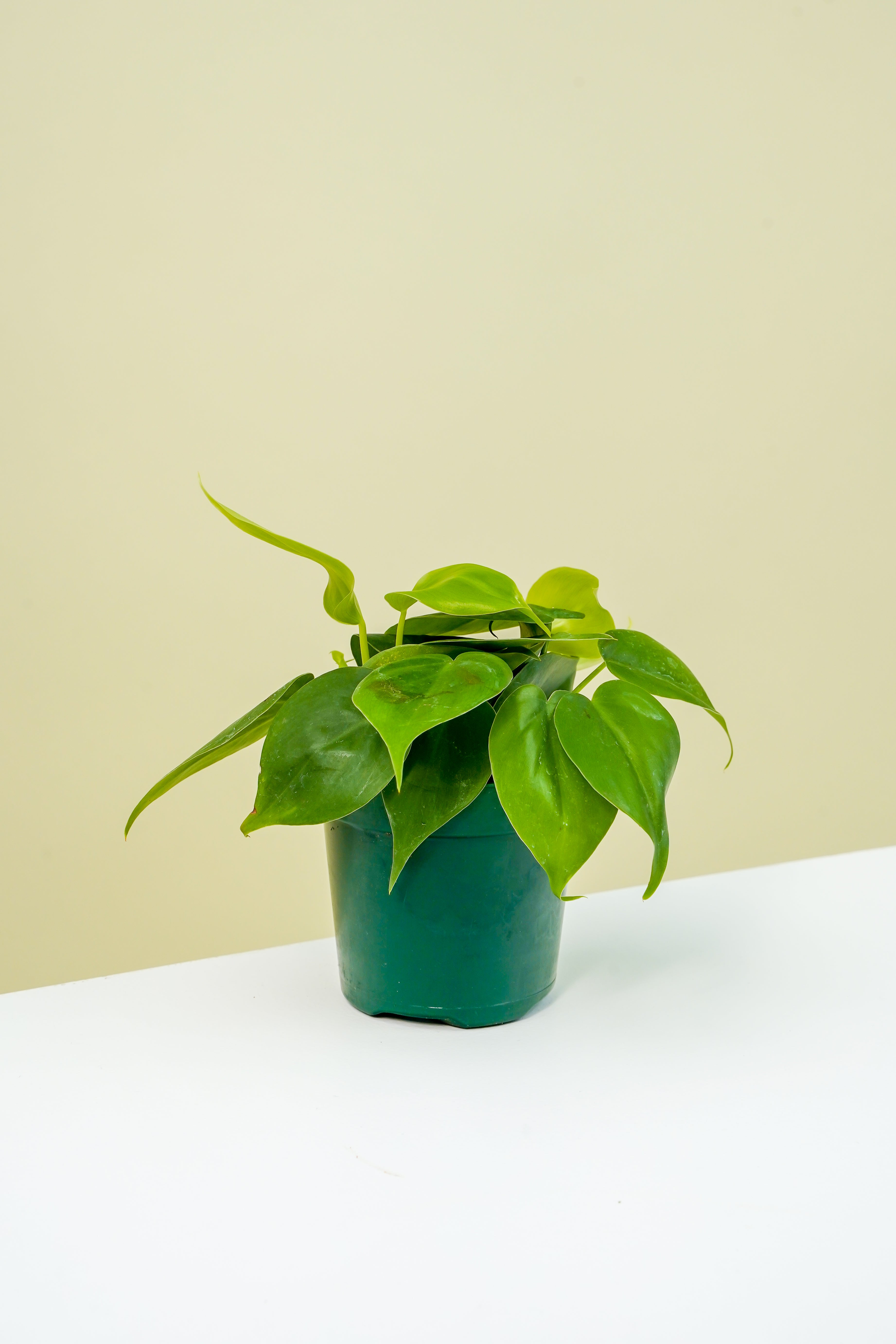 how often to water philodendron cordatum Philodendron Cordatum 4"