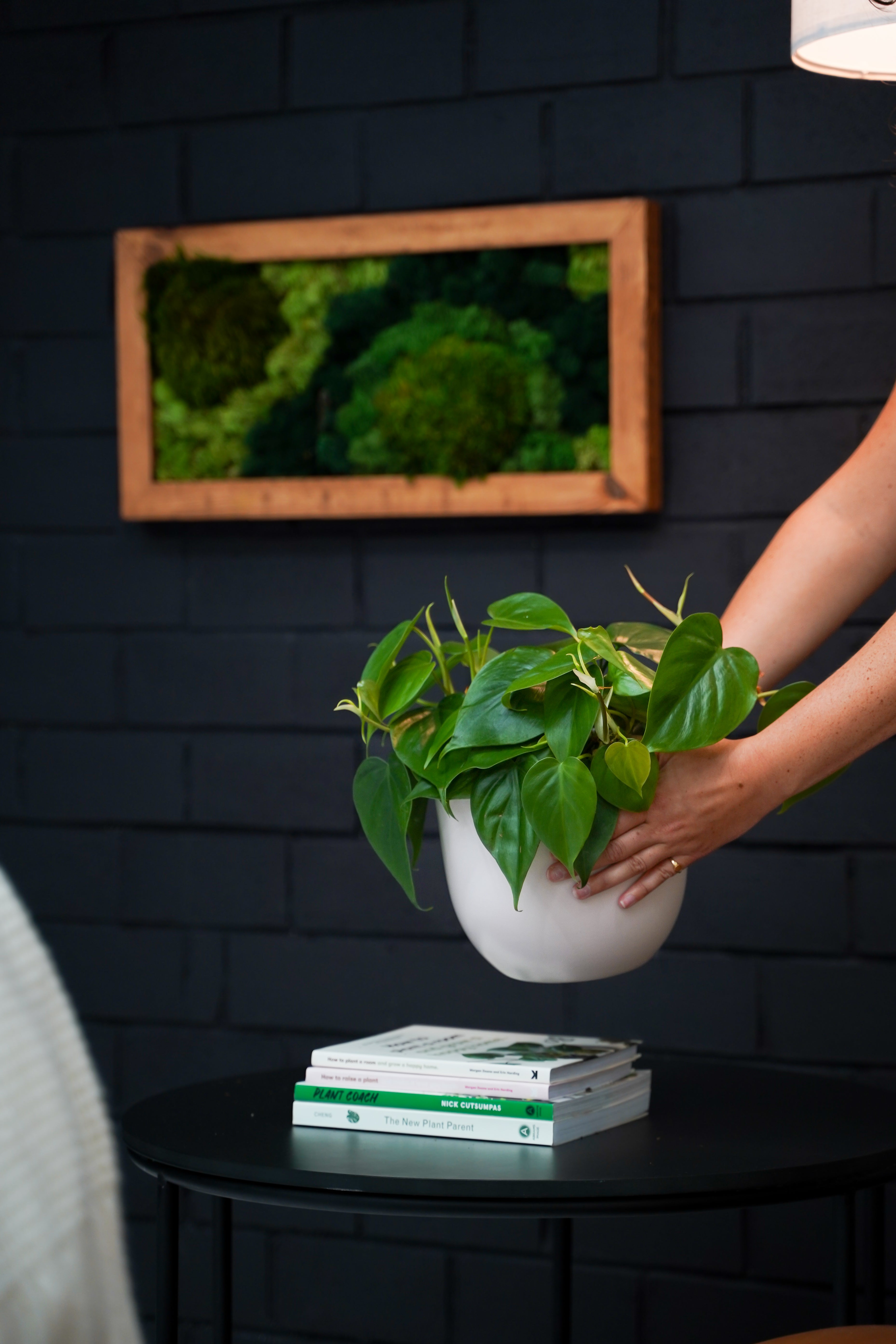 philodendron cordova indoors Philodendron Cordatum 4" – Yura Vine Brothers