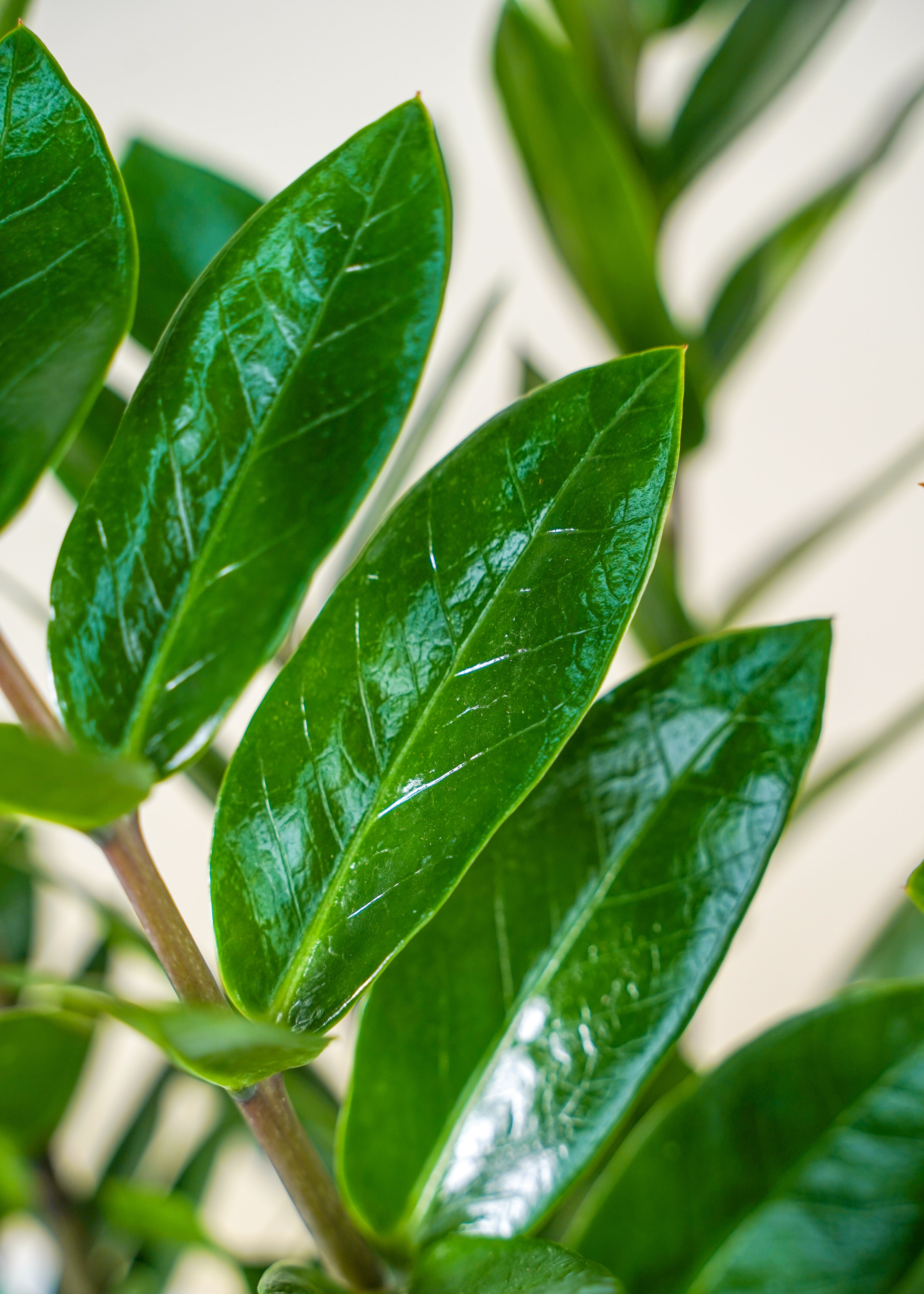 delray plants zz plant ZZ Plant 6" – Yura Vine Brothers