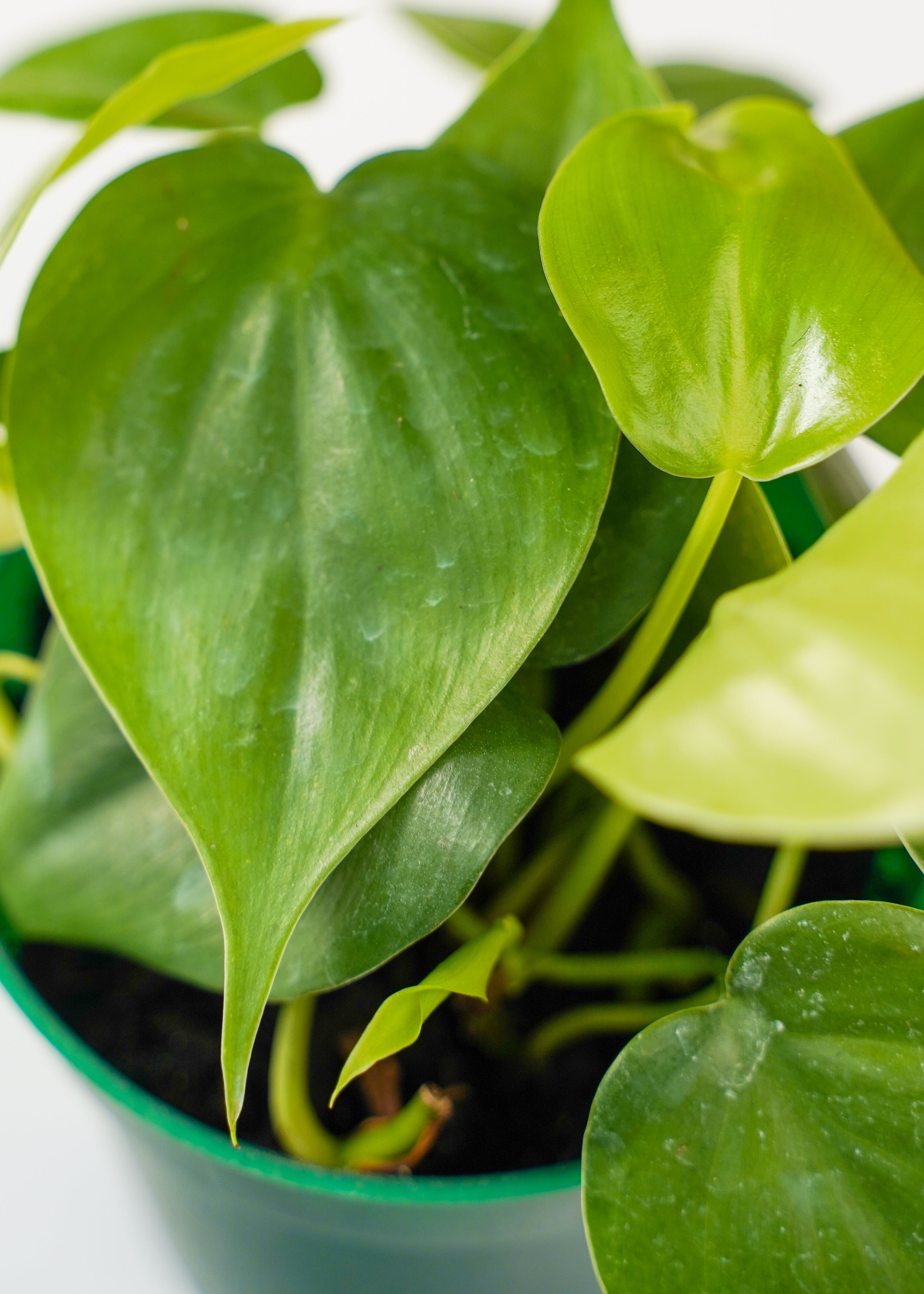 philodendron cordova Philodendron Cordatum 4" – Yura Vine Brothers